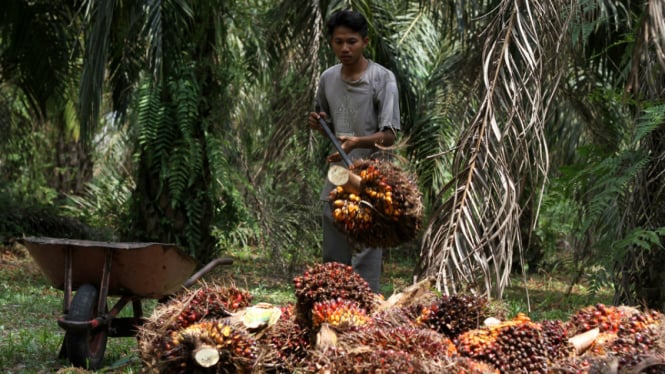 Petani Sawit dari Dua Generasi Mengalami Masalah Ketika Lahan Mereka Diklasifikasikan Sebagai Kawasan Hutan