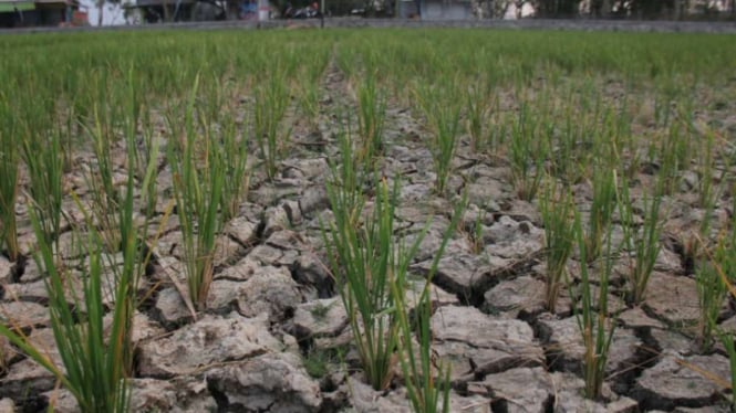 Kemenkeu Maksimalkan APBN Menyikapi Kenaikan Harga Beras dan Cabai karena Dampak El Nino