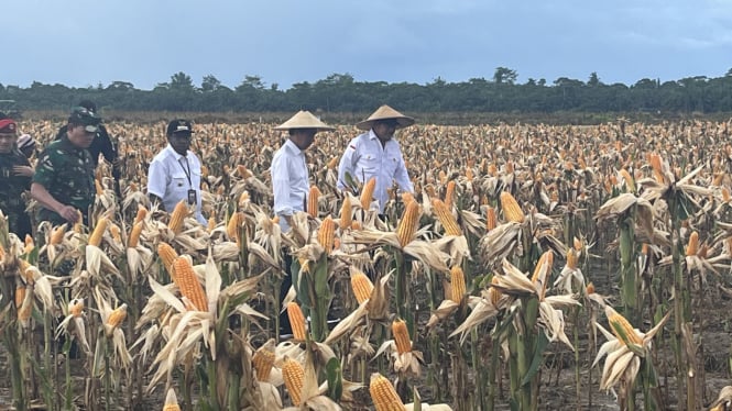 Bulog Berjanji untuk Menyerap Produksi Jagung Petani sesuai dengan Harga Pokok Pembelian, Begini Syaratnya