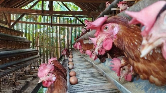 Kenaikan Harga Beras Premium dan Telur Ayam