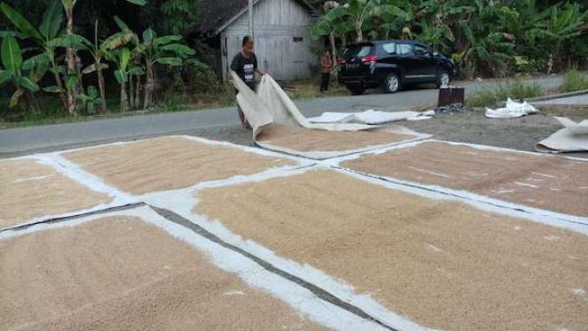 Kenaikan Terjadi di Pasar Gabah setelah Pergantian Direksi