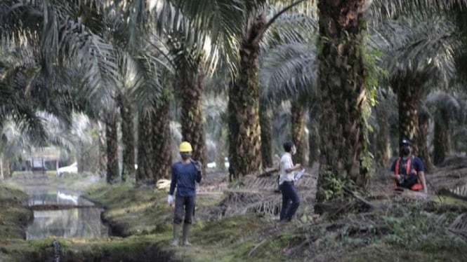 Proyeksi Pertumbuhan Laba PP London Sumatra (LSIP) di Dorong Kenaikan Harga CPO