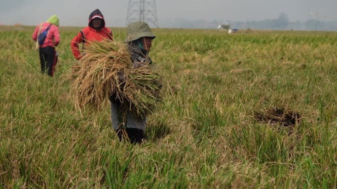 Memang Dingin: Mentan Amran Berjuang Melawan Perlambatan Pandemi