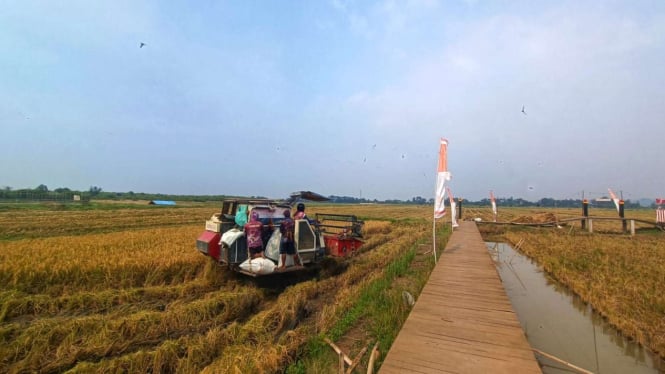 Inovasi PGN-BRIN: 116 Ton Padi Biosalin di Pesisir Semarang