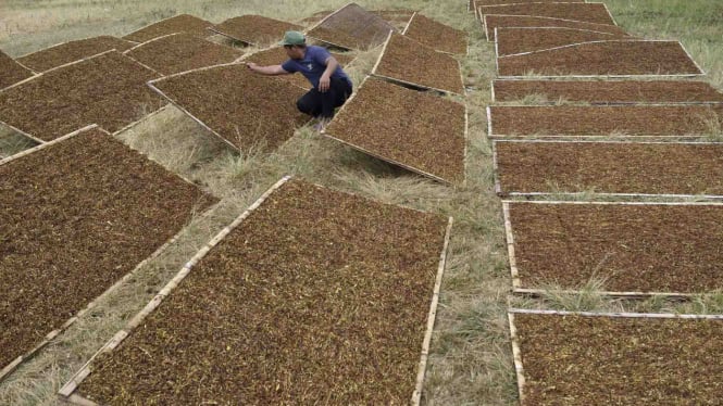 Ini Alasan Pentingnya Deregulasi PP 28/2024 untuk Petani Tembakau Jatim
