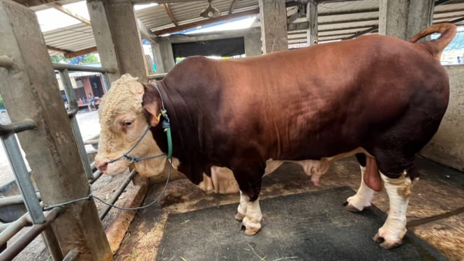 Prestasi Prabowo: Beli 985 Sapi Kurban, APPSI Pastikan Harga Bikin Cuan