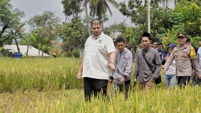 Cadangan Beras Pemerintah: Strategi Menjamin Ketahanan Pangan