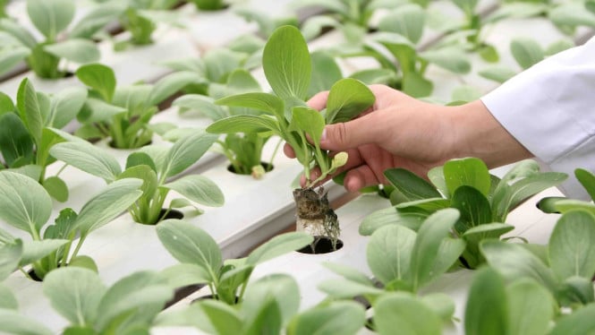 5 Green Jobs Tercepat, Gajian Miliaran!